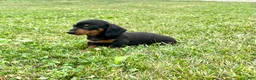 Dachshund dogs for sale: Dash - Ad 2