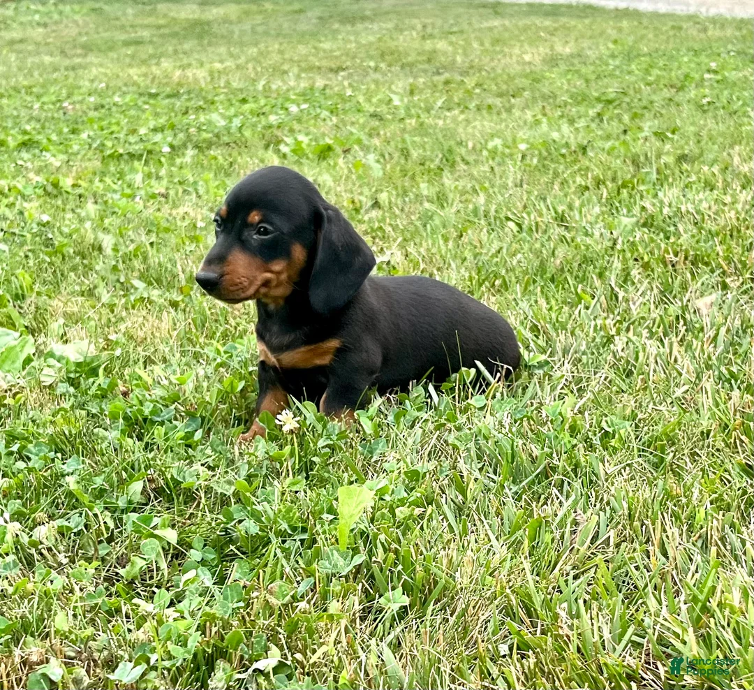 Dachshund dogs for sale: Dash - Ad 2