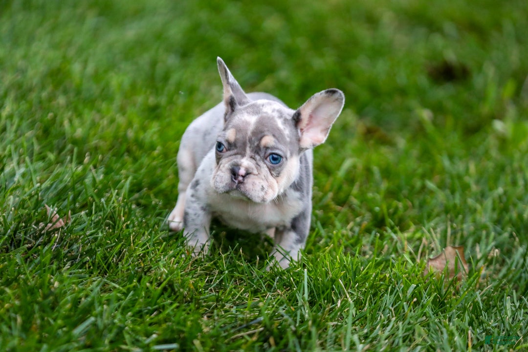 French Bulldog dogs for sale: Fern - Ad 9