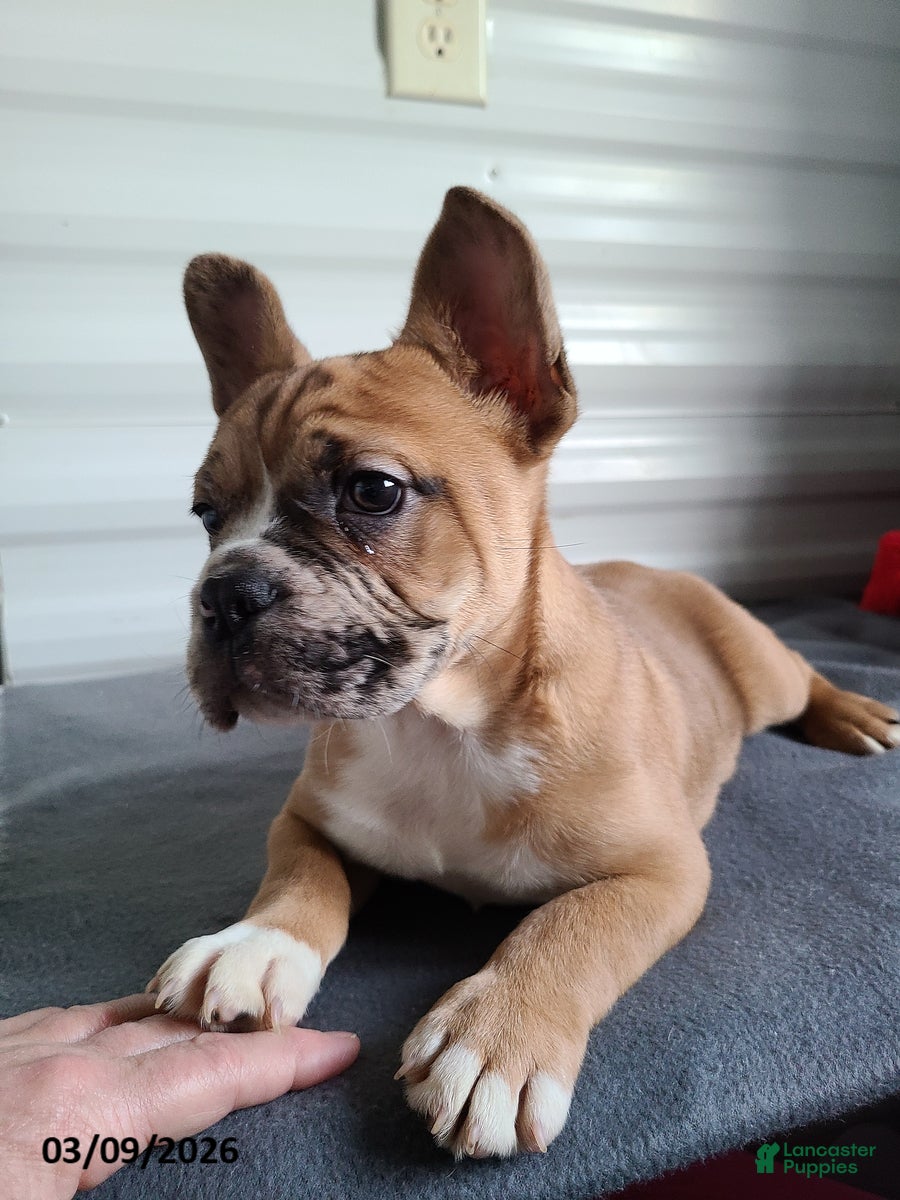 Mixed Breed dogs for sale: Milo - Ad 1