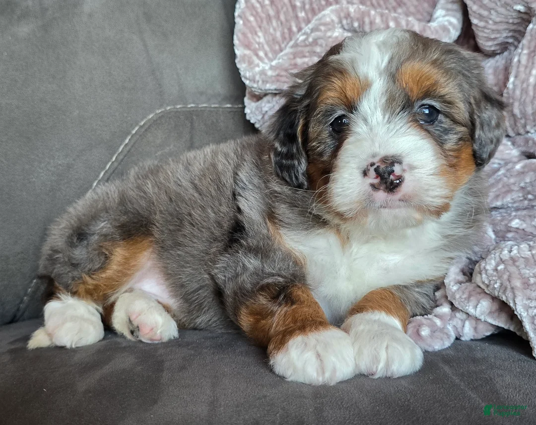 Mini Bernedoodle dogs for sale: Mini Sophie - Ad 5