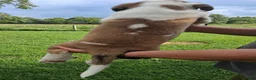 Saint Bernard dogs for sale: Peaches  - Ad 7