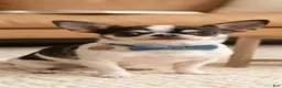 Chihuahua dogs for sale: Chihuahua 2 - Ad 11