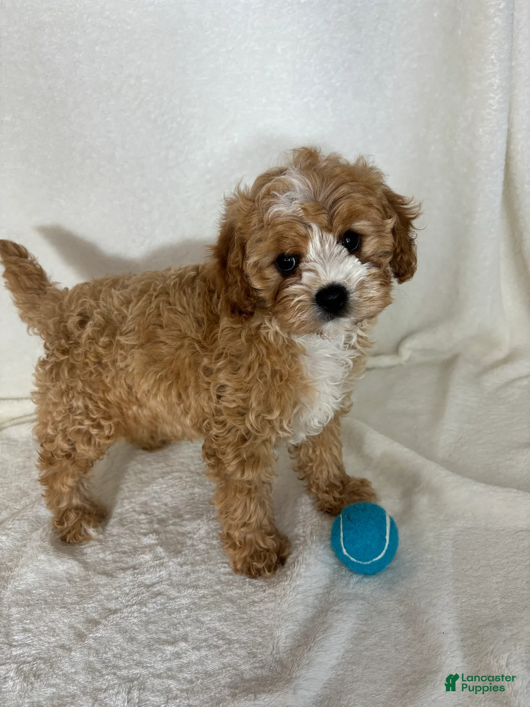 Cavapoo dogs for sale: Joey - Ad 2