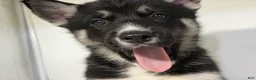 Mixed Breed dogs for sale: Jax - Ad 3