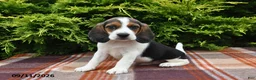 Beagle dogs for sale: Blazer - Ad 4