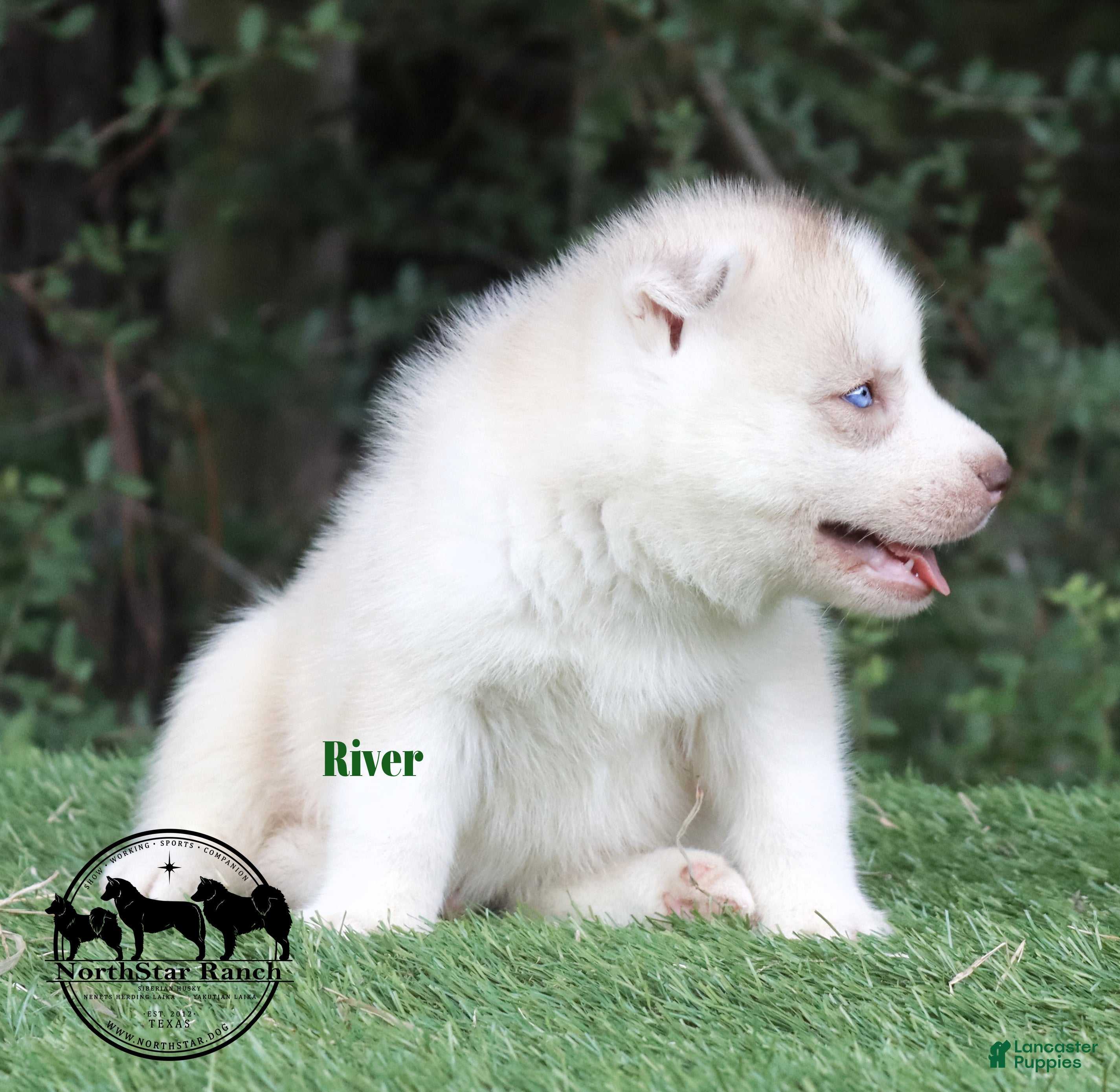 Pure White Husky Puppy White Siberian Huskies White Husky Breeders