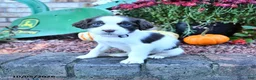 English Springer Spaniel dogs for sale: Angel - Ad 3