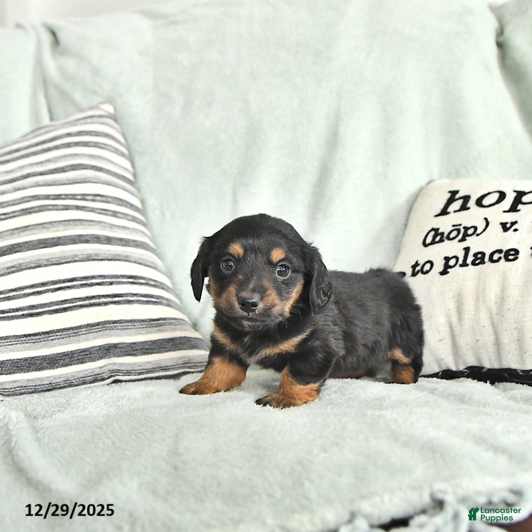 Miniature Dachshund dogs for sale: Twinkle - Ad 3