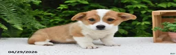 Welsh Corgi Pembroke dogs for sale: Juliet - Ad 1
