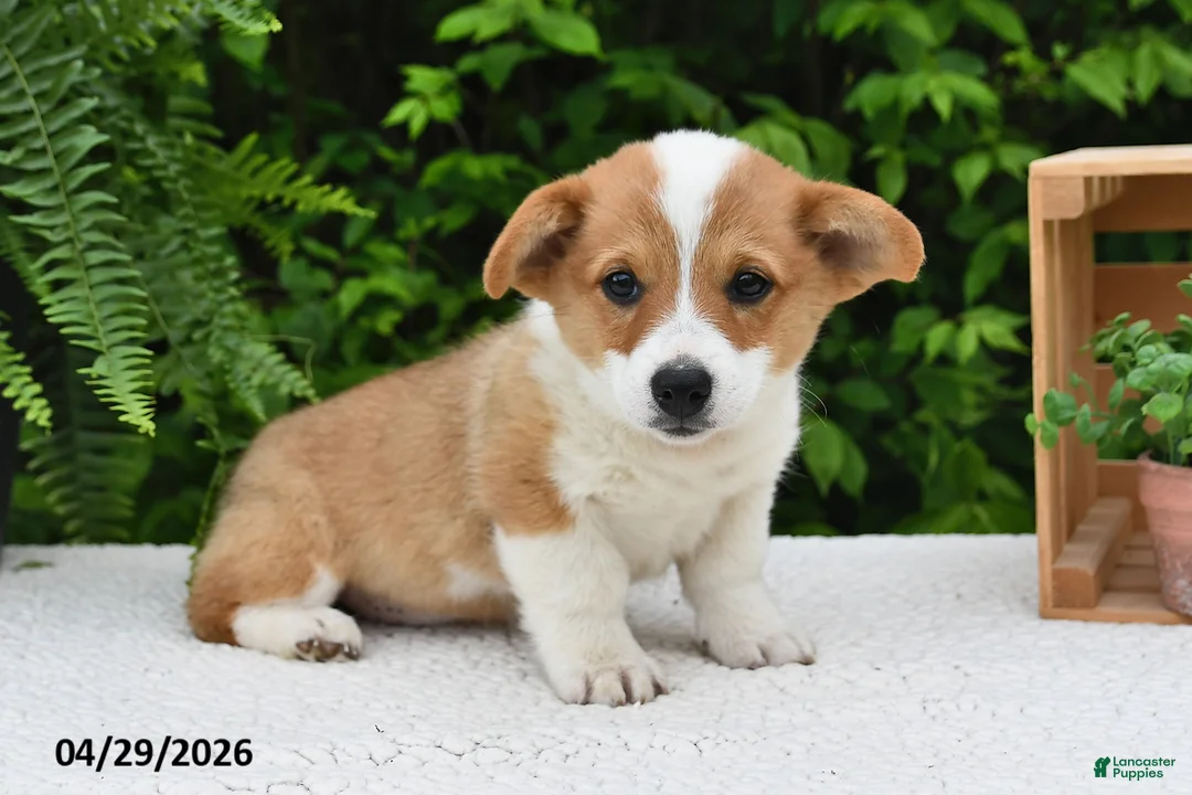 Welsh Corgi Pembroke dogs for sale: Juliet - Ad 1