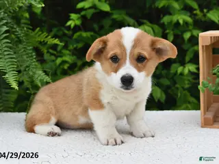 Welsh Corgi Pembroke dogs for sale: Juliet - Ad 1
