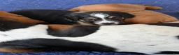 Mixed Breed dogs for sale: Mixed Breed Puppy 1 - Ad 1
