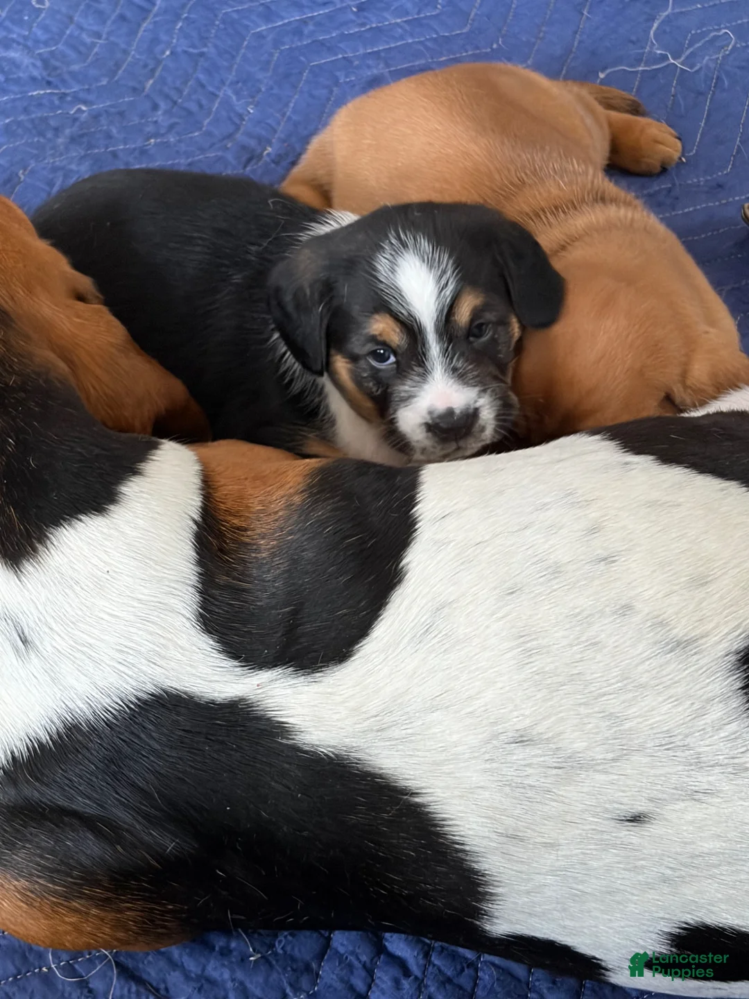 Mixed Breed dogs for sale: Mixed Breed Puppy 1 - Ad 1