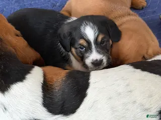 Mixed Breed dogs Mixed Breed Puppy 1 - Ad 41