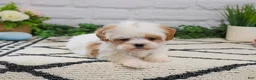 Cavapoo dogs for sale: Patty  - Ad 6