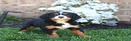 Miniature Bernese Mountain Dog dogs for sale: Dicky - Ad 3