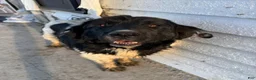 Mixed Breed dogs for sale: Mixed Breed Puppy 1 - Ad 8