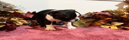Boston Terrier dogs for sale: Buster - Ad 5