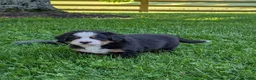 Bernese Mountain Dog dogs for sale: Belle - Ad 4