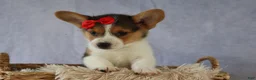 Welsh Corgi Pembroke dogs for sale: Ziggy 🩵 - Ad 5
