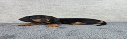 Miniature Dachshund dogs for sale: Milo - Ad 5