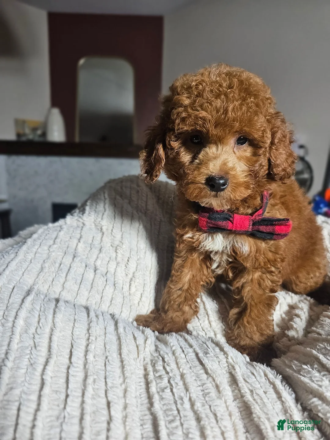Mini Goldendoodle dogs for sale: S'More - Deep Red S’more – Petite Mini Goldendoodle – Gorgeous Coloring - Ad 9