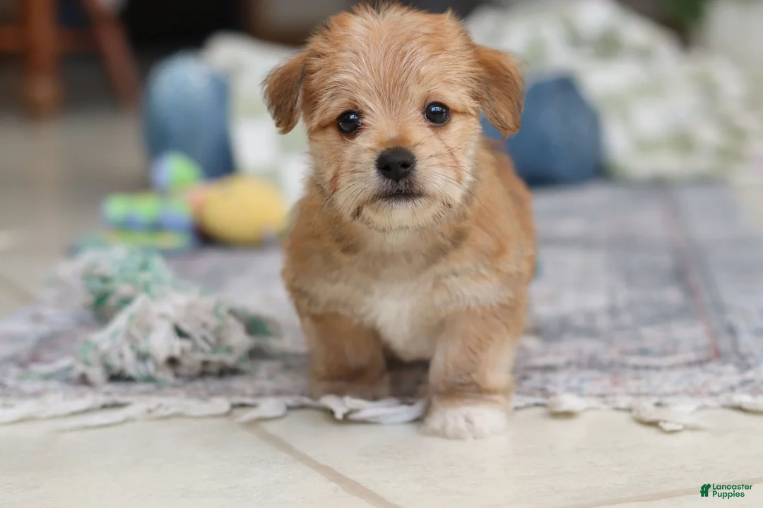 Morkie dogs for sale: Rory - Ad 5