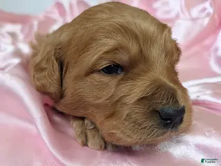 Mini Goldendoodle dogs for sale: Willow - Ad 1