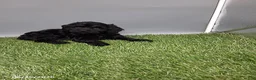 Cockapoo dogs for sale: Carla - Ad 6