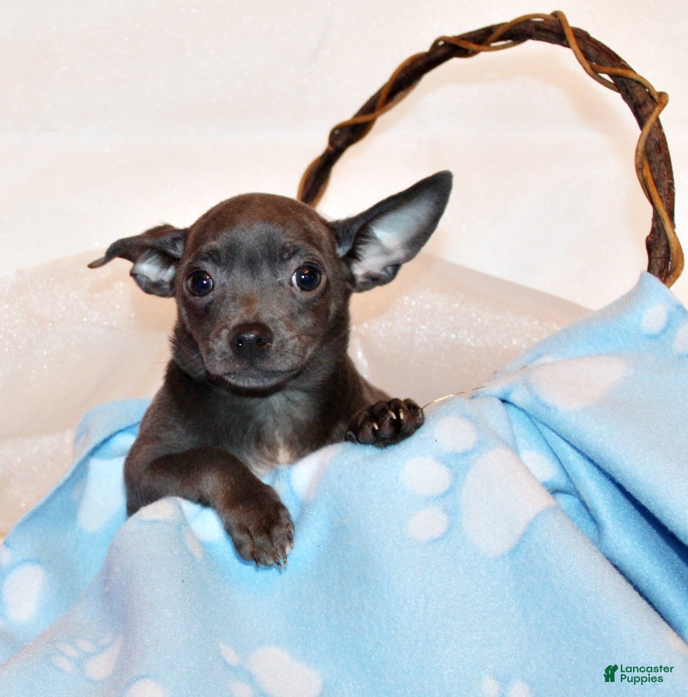 Chihuahua dogs Denver - Ad 1