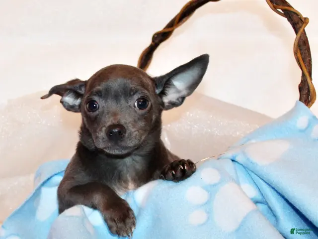 Chihuahua dogs for sale: Denver - Ad 2