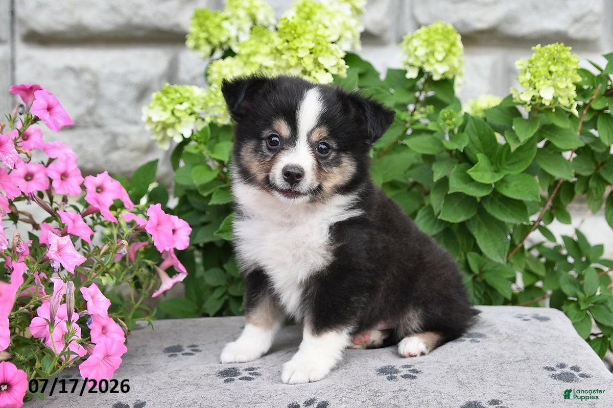 Miniature Australian Shepherd dogs for sale: Blaze - Ad 2