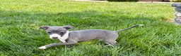 Italian Greyhound dogs for sale: Cheyenne  - Ad 4