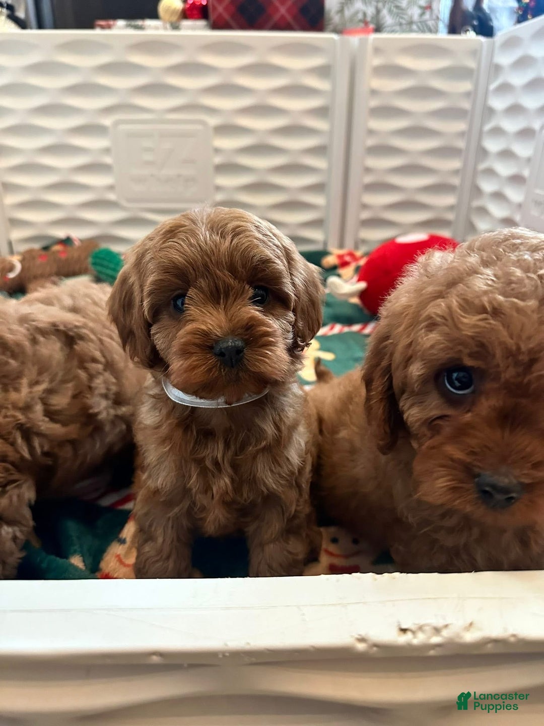 Cavapoo dogs for sale: Eleanor - Ad 6