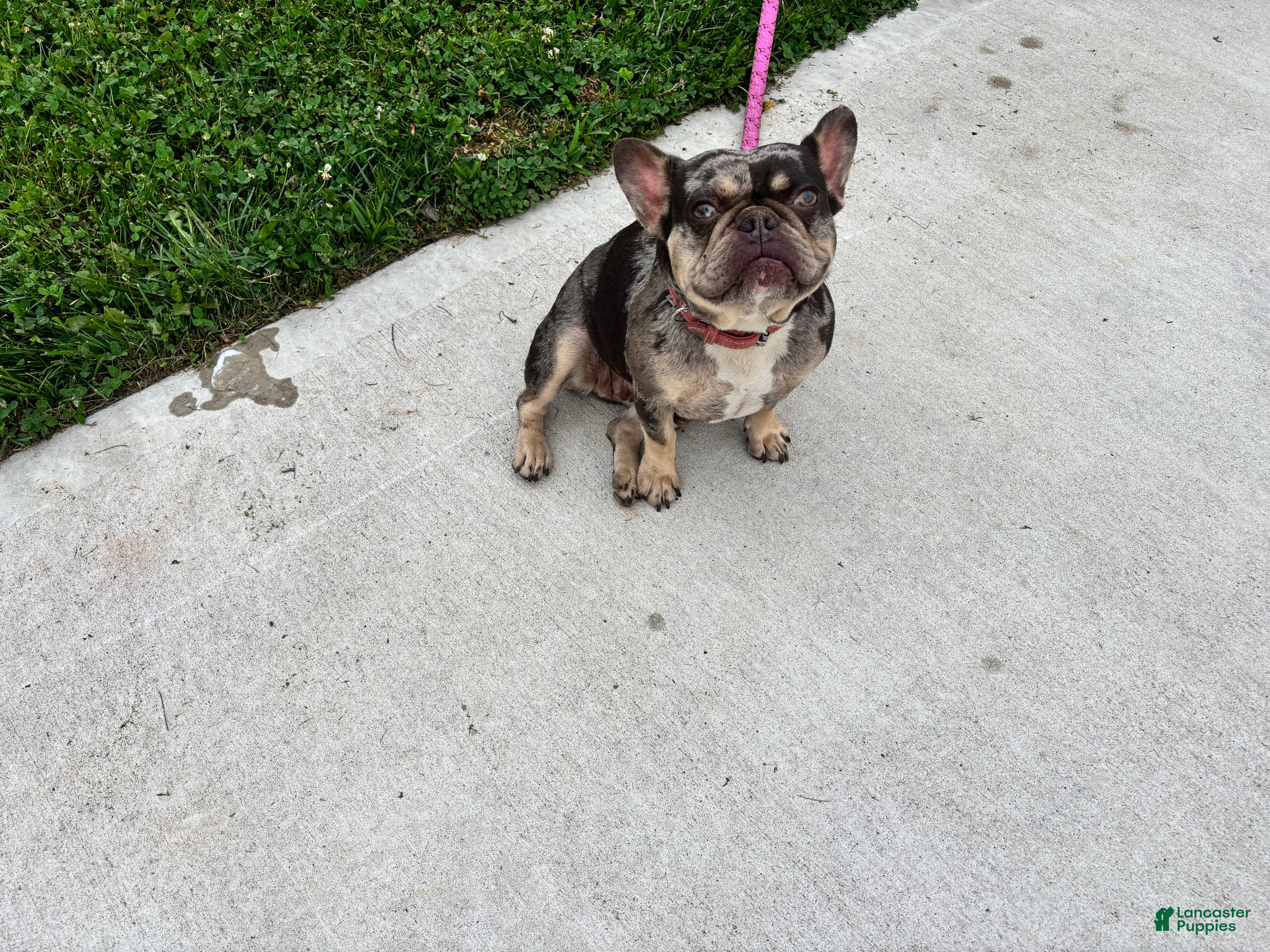 French Bulldog dogs 3 year old French Bulldog - Ad 5