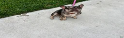 French Bulldog dogs for sale: 3 year old French Bulldog - Ad 1