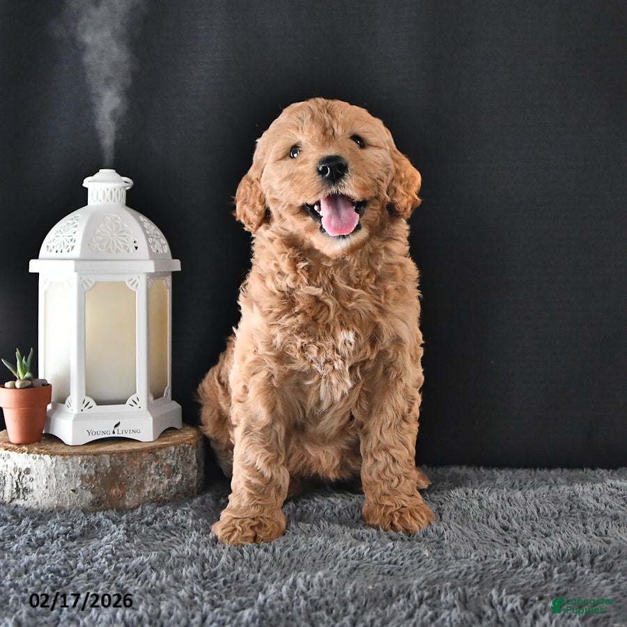 Mini Goldendoodle dogs Addy  - Ad 1