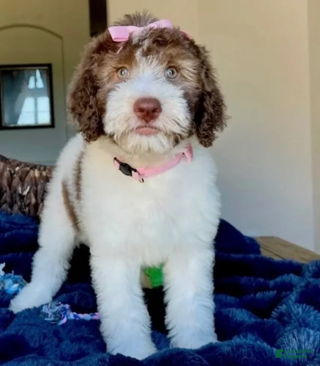 Labradoodle dogs for sale: Mila - Ad 1