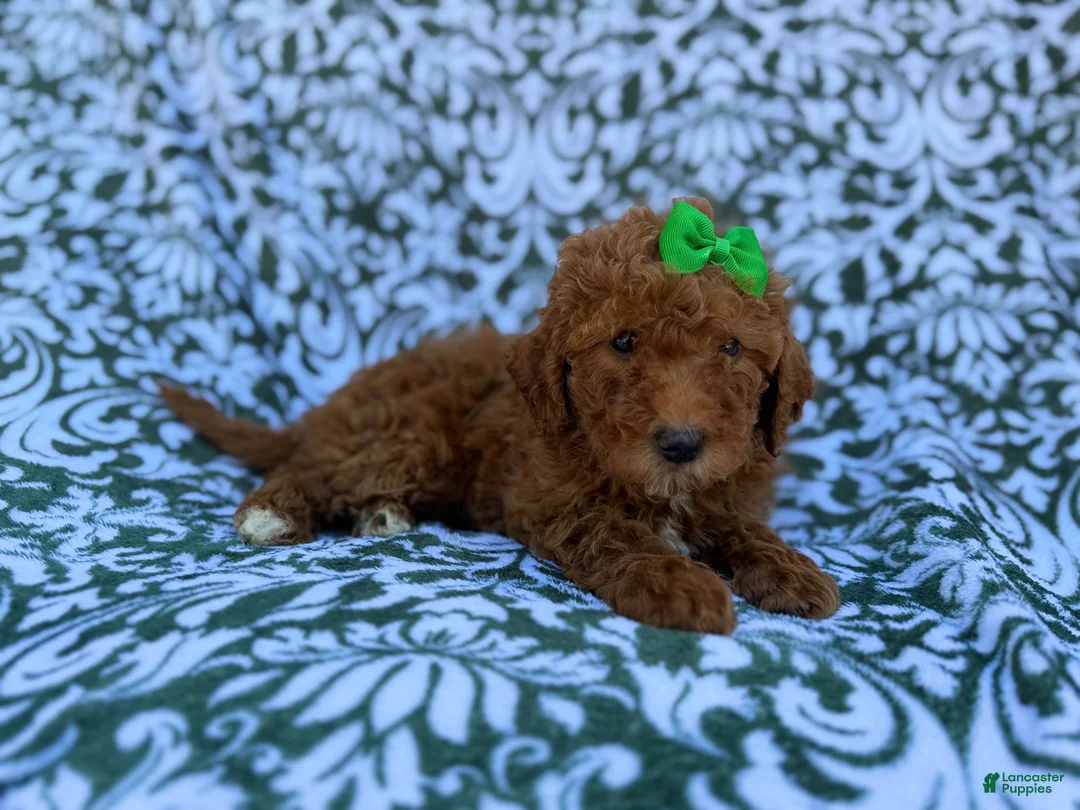 Cavapoo dogs for sale: Ava - Ad 2