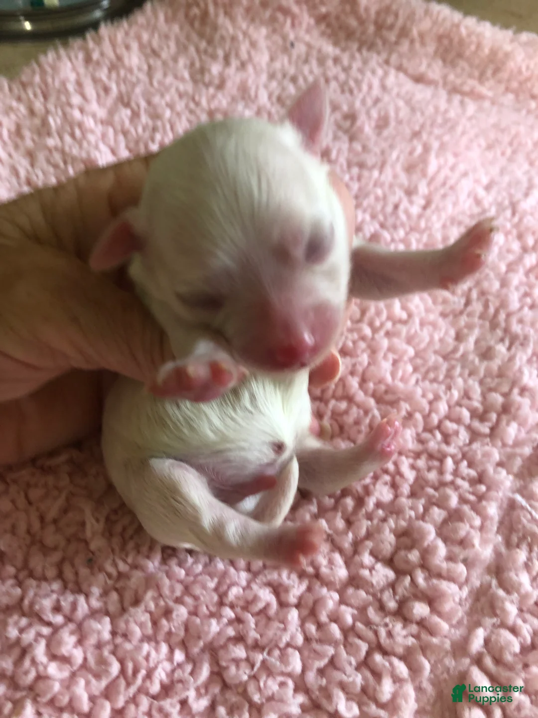 Maltipoo dogs for sale: Zuko - Ad 2