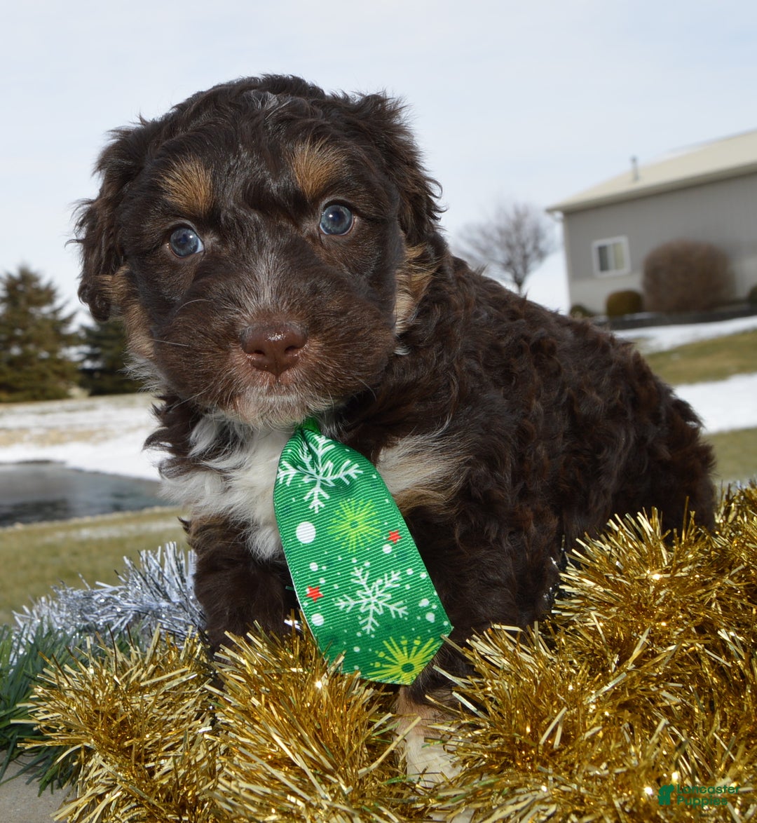 Mini Aussiedoodle dogs for sale: Mini Archie - Ad 3