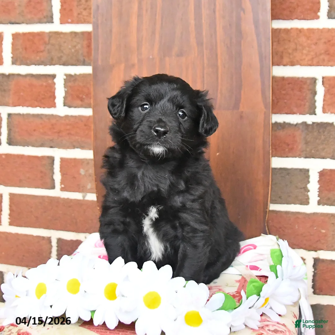 Mixed Breed dogs for sale: Lilac - Ad 1