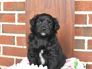 Mixed Breed dogs for sale: Lilac - Ad 1