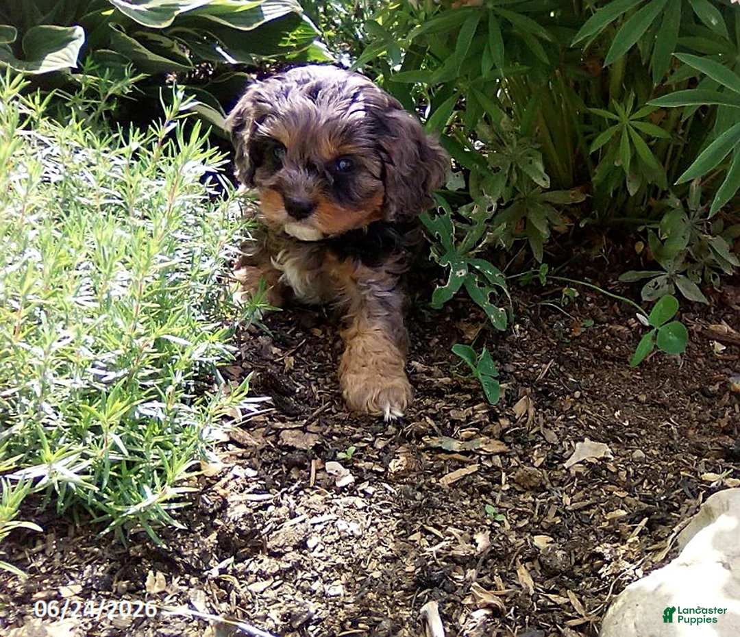 Cavapoo dogs for sale: Freddy - Ad 2