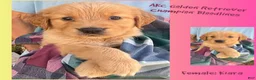 Golden Retriever dogs for sale: Kiara - Ad 1