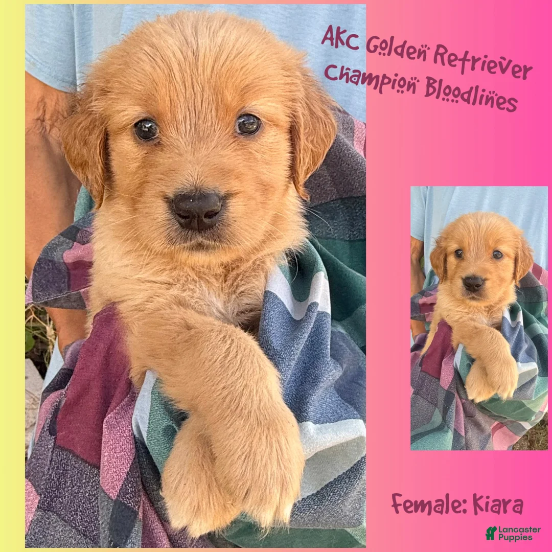 Golden Retriever dogs for sale: Kiara - Ad 1