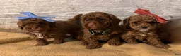 Toy Poodle dogs for sale: Hunter- AKC Teacup/Toy Poodle  - Ad 4