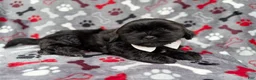 Shih Tzu dogs for sale: Scout - Ad 8