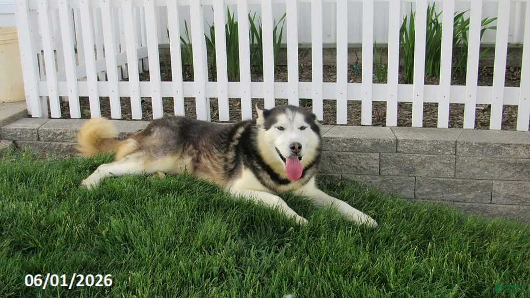 Siberian Husky dogs for sale: Blazer - Ad 2